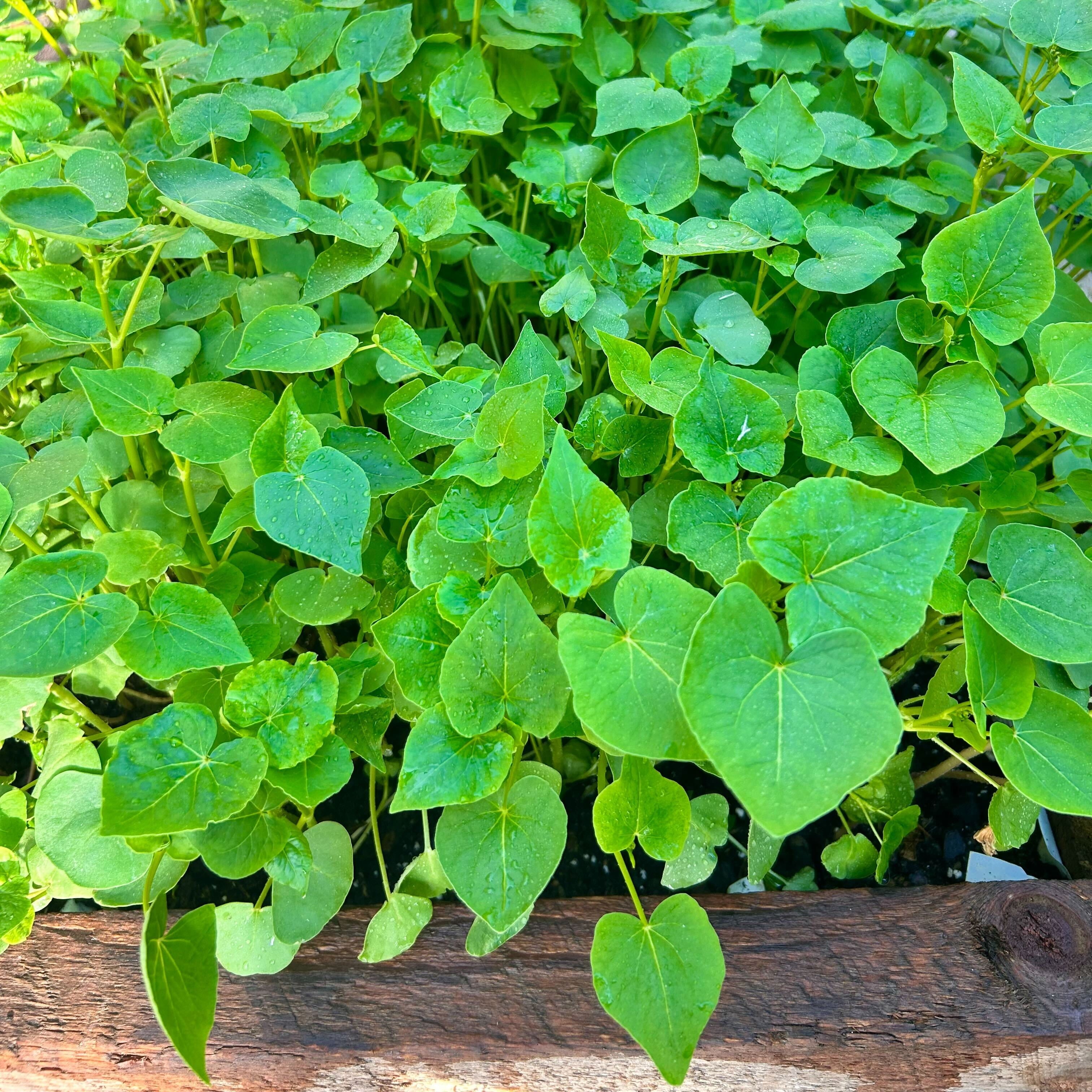 Cover Crop - Buckwheat - Sow True Seed