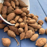 American Groundnut Tubers - Sow True Seed