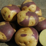 Masquerade Potato, Naturally Grown - Sow True Seed