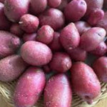 Terra Rosa Potato, ORGANIC - Sow True Seed