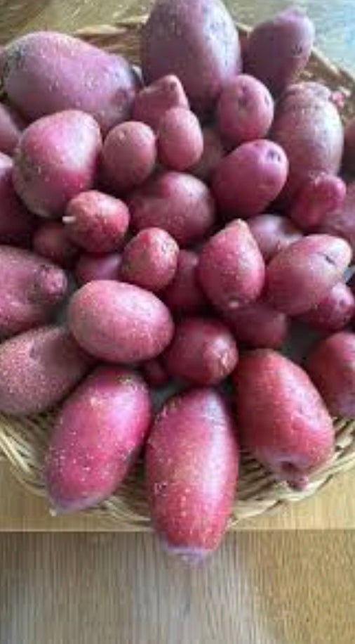 Terra Rosa Potato, ORGANIC - Sow True Seed