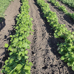 Bush Bean Seeds - Kentucky Dreamer - Sow True Seed