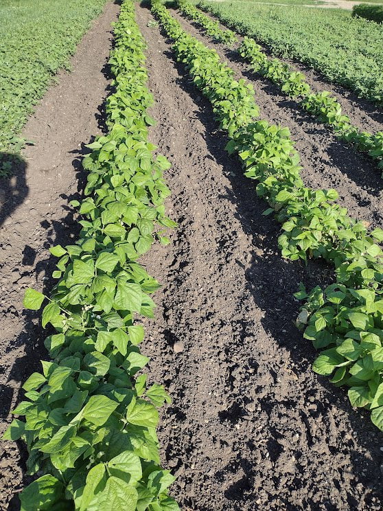 Bush Bean Seeds - Kentucky Dreamer - Sow True Seed
