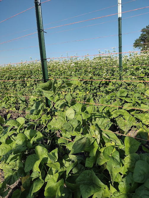 Pole Bean Seeds - Lazy Wife Greasy - Sow True Seed