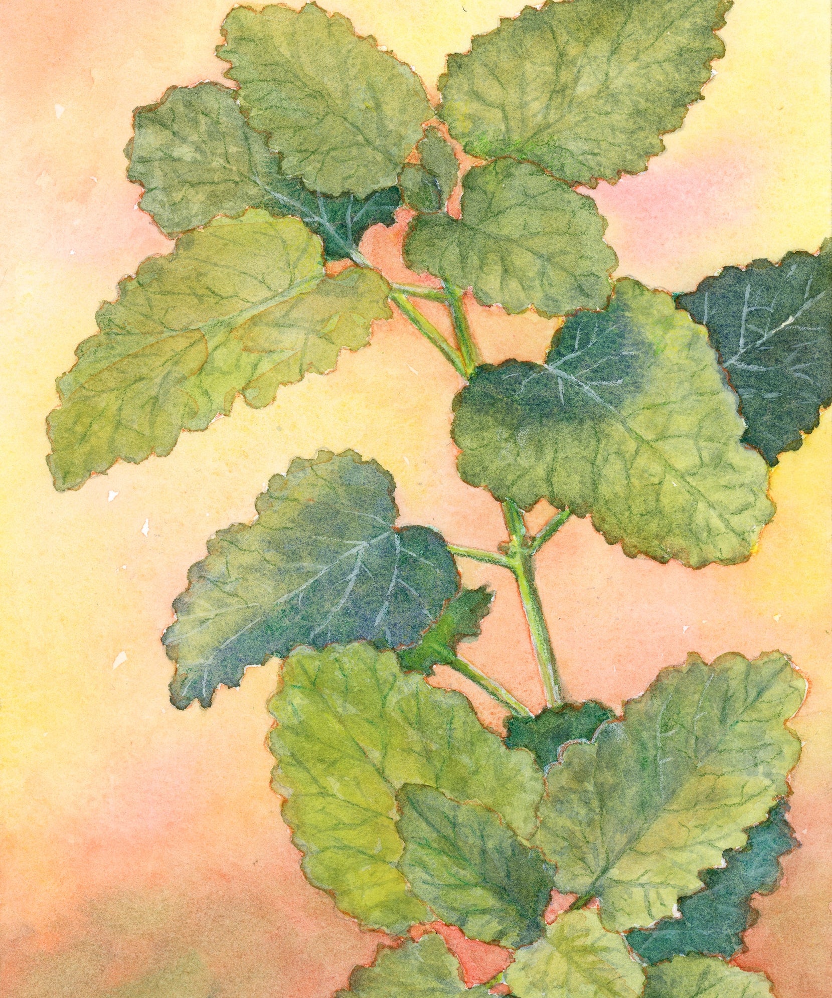 Lemon Balm Seeds - Sow True Seed