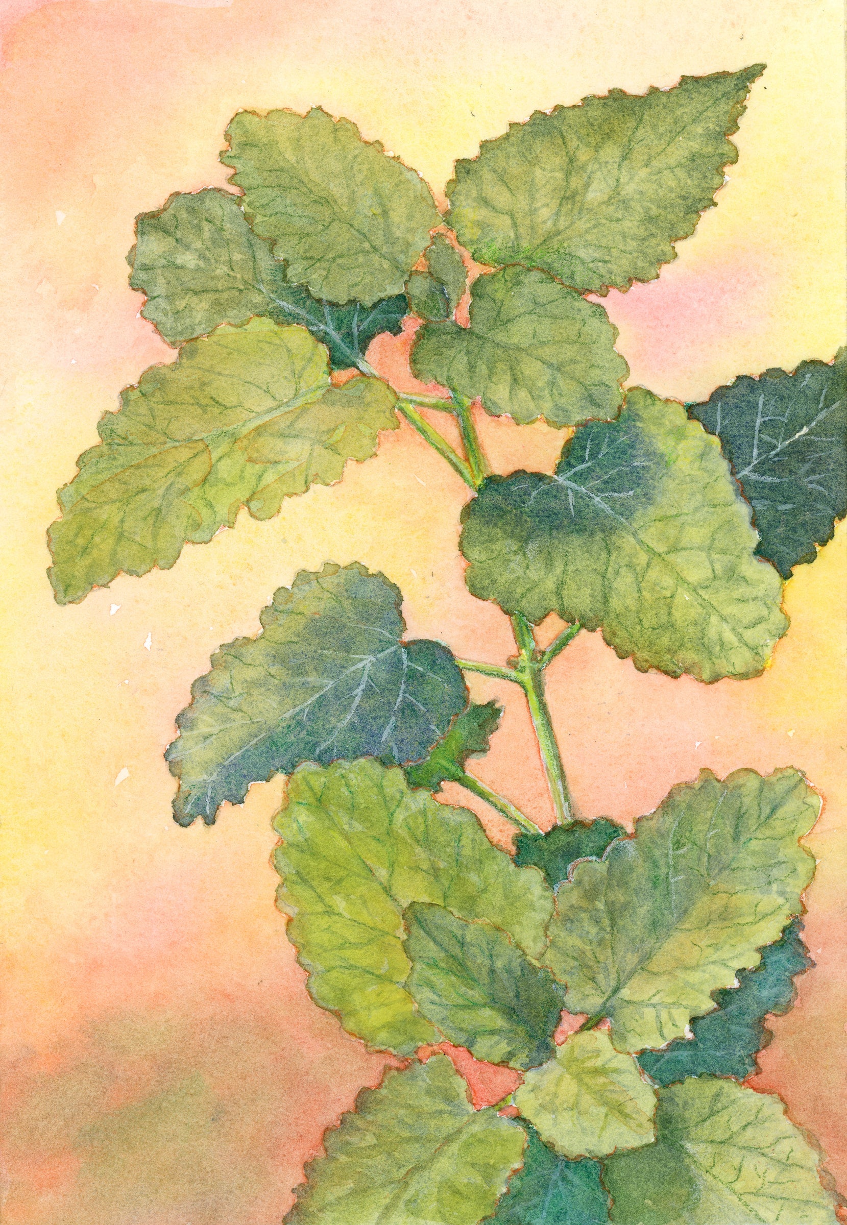 Lemon Balm Seeds - Sow True Seed