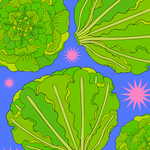 Lettuce Seeds - Buttercrunch - Sow True Seed