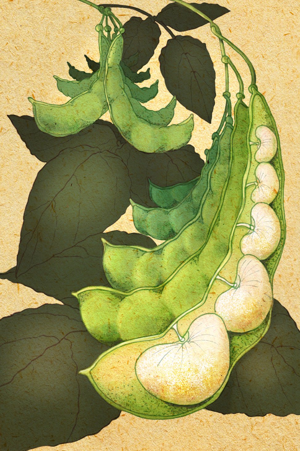 Lima Bean Seeds - Henderson Bush - Sow True Seed