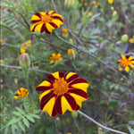 Marigold Seeds - Pinwheel - Sow True Seed