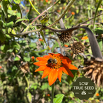 Tithonia Seeds - Mexican Sunflower - Sow True Seed