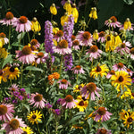 Flower Seed Mix - Midwest Native - Sow True Seed