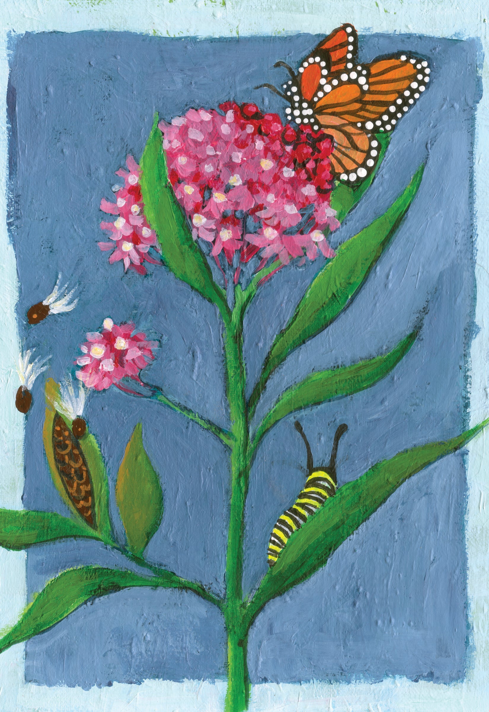 Milkweed Seeds - Swamp - Sow True Seed