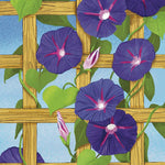 Morning Glory Seeds - Grandpa Ott's - Sow True Seed