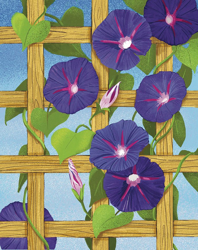 Morning Glory Seeds - Grandpa Ott's - Sow True Seed