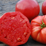 Slicing Tomato Seeds - Halladay's Mortgage Lifter - Sow True Seed