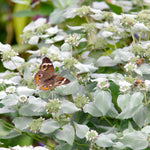 Mountain Mint Seeds - Clustered - Sow True Seed