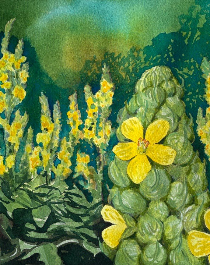 Mullein Seeds - Sow True Seed