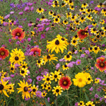Flower Seed Mix - Northeast Native - Sow True Seed