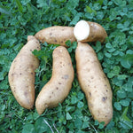Norton Sweet Potatoes - Sow True Seed