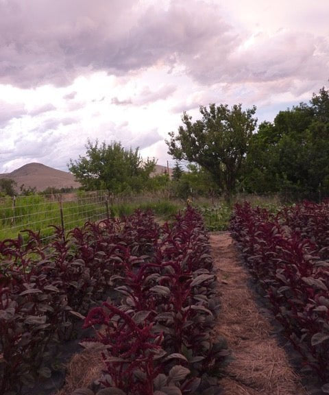 Amaranth Seeds- Opopeo - Sow True Seed