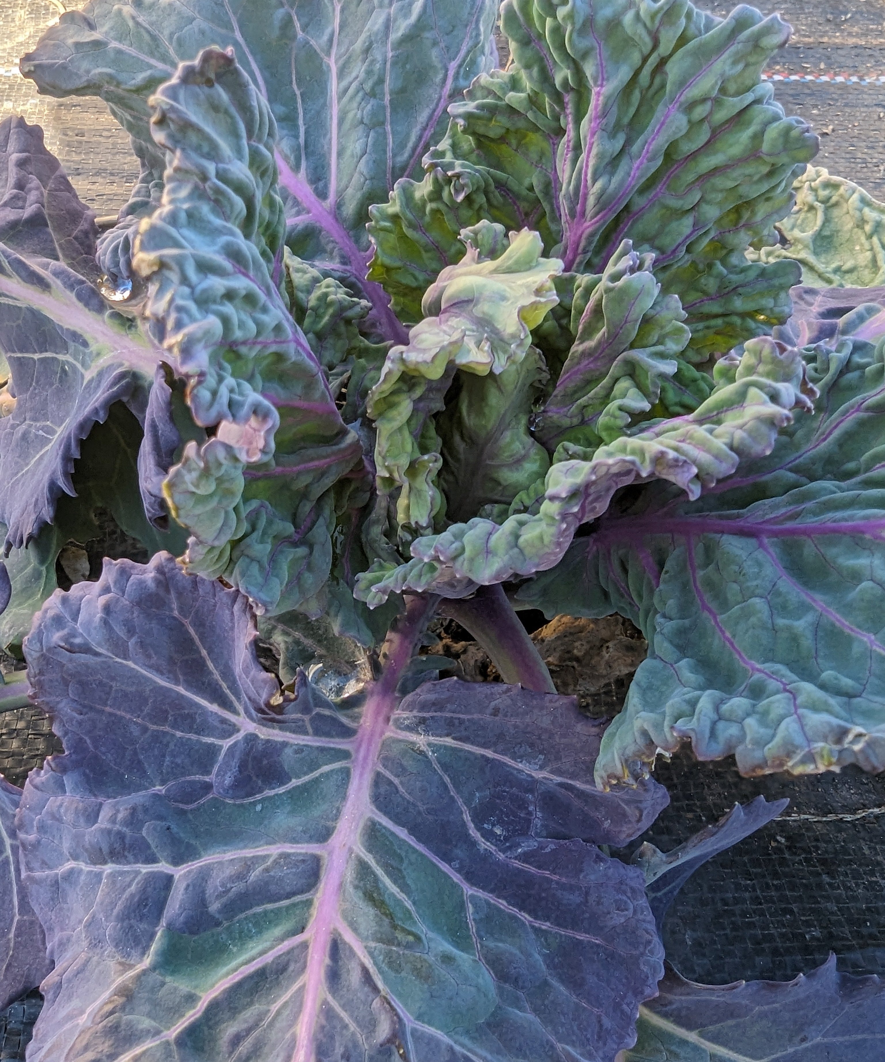 Collard Seeds - Purple Ultracross - Sow True Seed