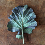 Collard Seeds - Purple Ultracross - Sow True Seed