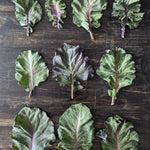Collard Seeds - Purple Ultracross - Sow True Seed