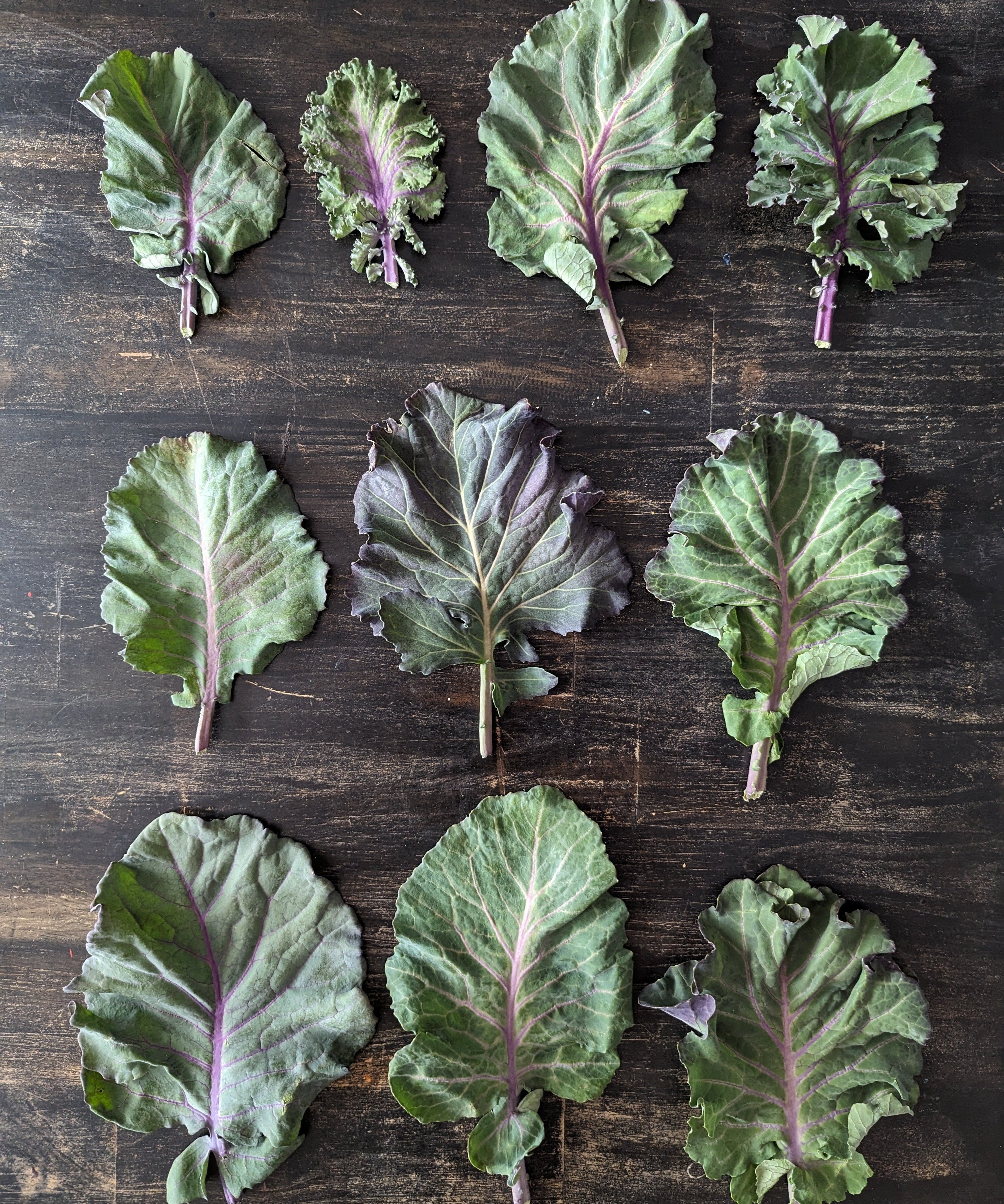 Collard Seeds - Purple Ultracross - Sow True Seed