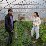 Collard Seeds - North Carolina Ultracross - Sow True Seed