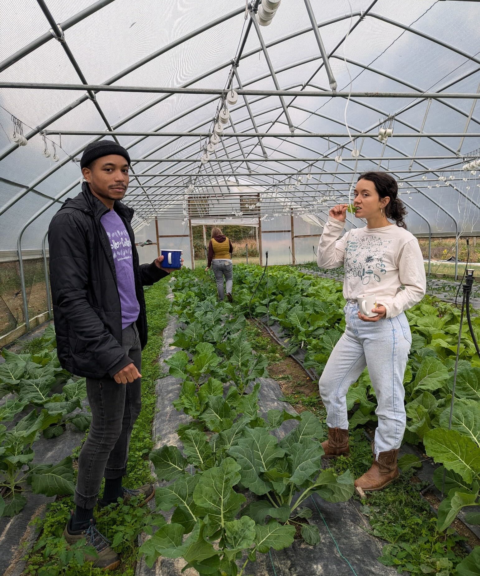 Collard Seeds - North Carolina Ultracross - Sow True Seed