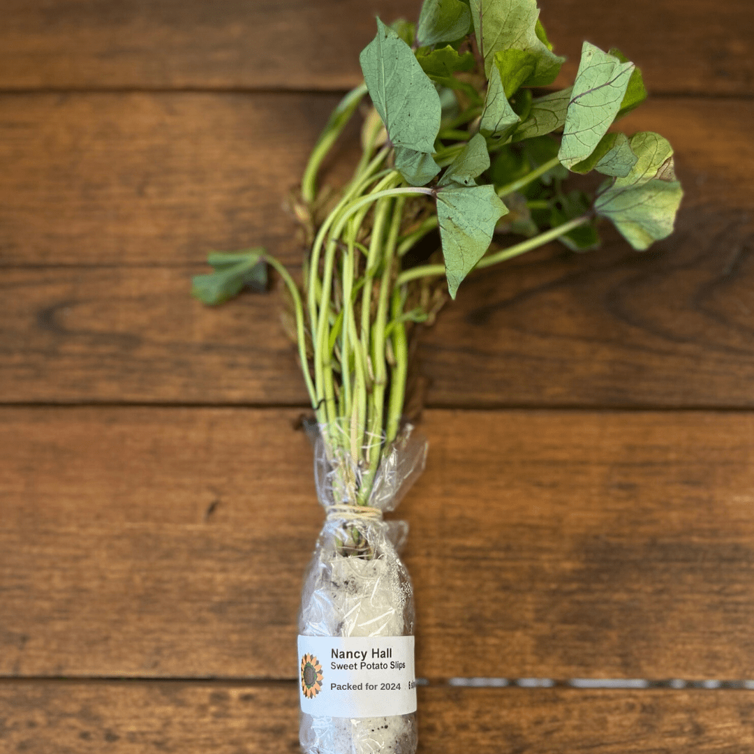 Nancy Hall Sweet Potatoes - Sow True Seed