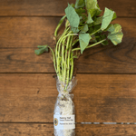 Nancy Hall Sweet Potatoes - Sow True Seed