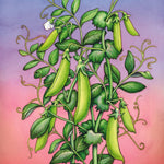 Snap Pea Seeds - Sugar Daddy - Sow True Seed