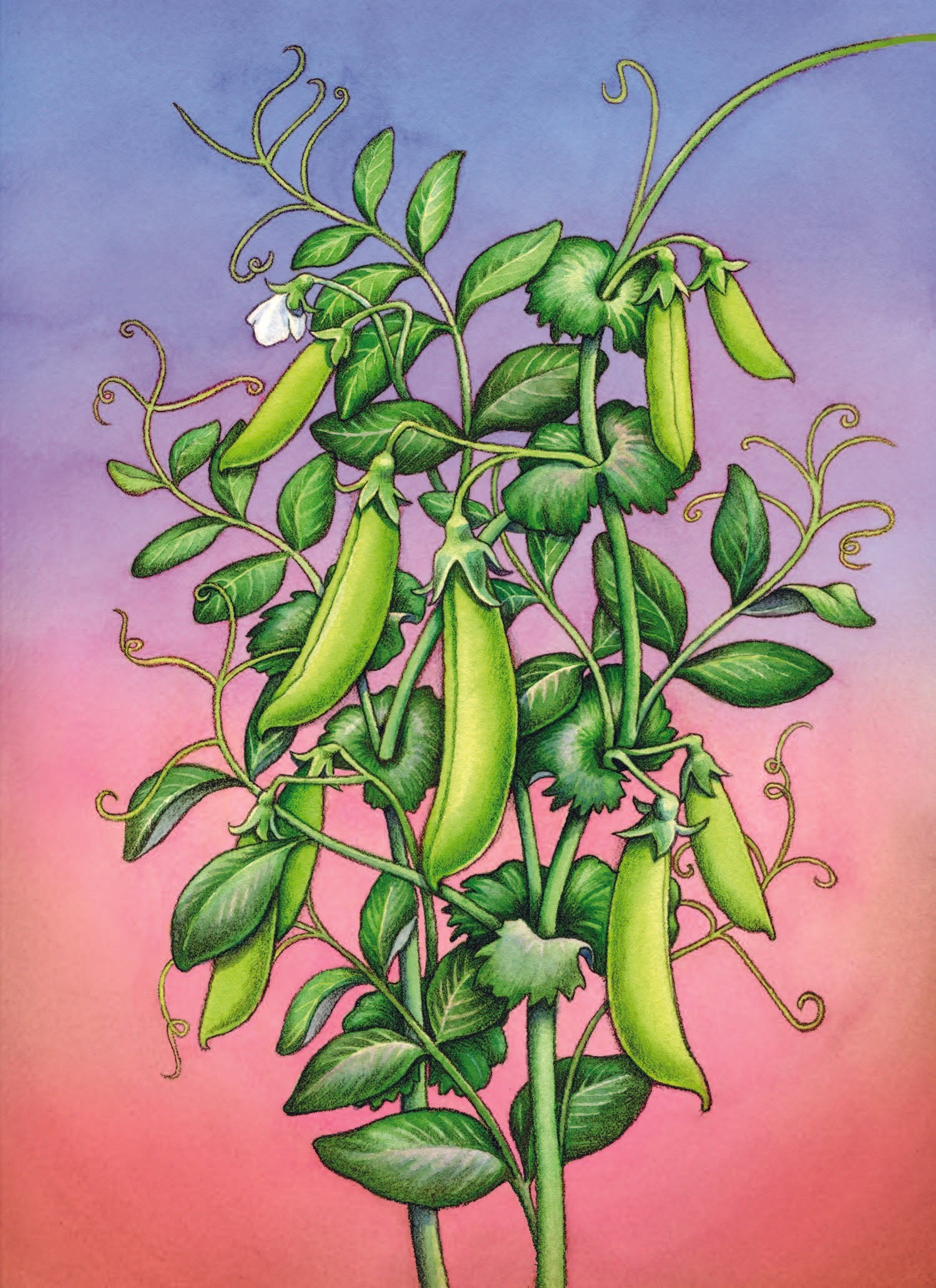 Snap Pea Seeds - Sugar Daddy - Sow True Seed