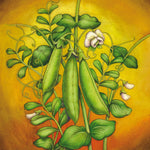 Snap Pea Seeds - Sugar Snap - Sow True Seed