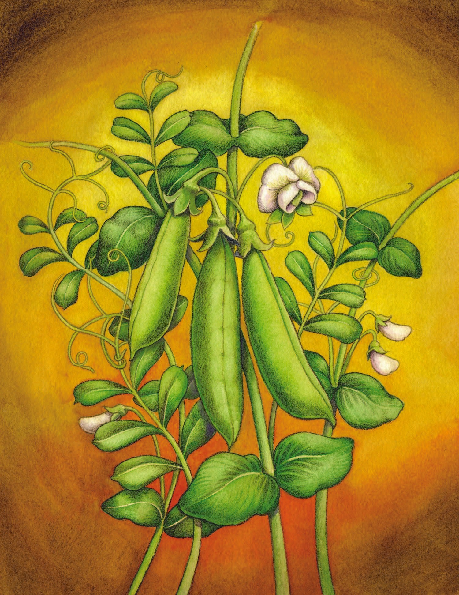 Snap Pea Seeds - Sugar Snap - Sow True Seed