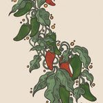 Hot Pepper Seeds - Tam Jalapeño - Sow True Seed