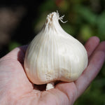 Polish Softneck Garlic - Sow True Seed