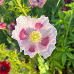 Poppy Seeds - Elka White Breadseed - Sow True Seed