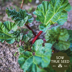 Rhubarb Crown, Crimson Red - Sow True Seed