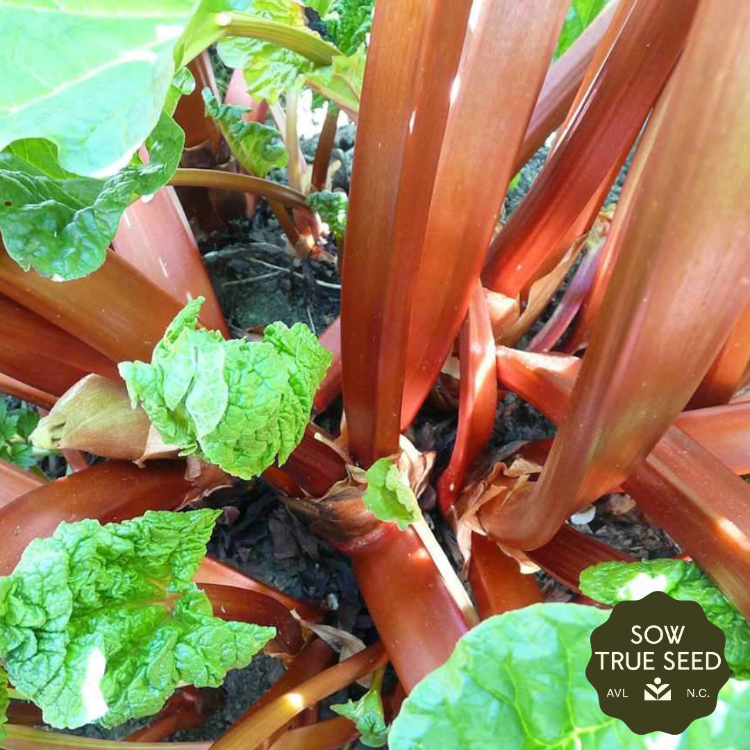 Rhubarb Crown, Crimson Red - Sow True Seed
