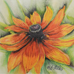 Rudbeckia Seeds - Gloriosa Daisy - Sow True Seed