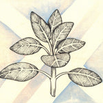 Sage Seeds - Broad Leaf Culinary - Sow True Seed
