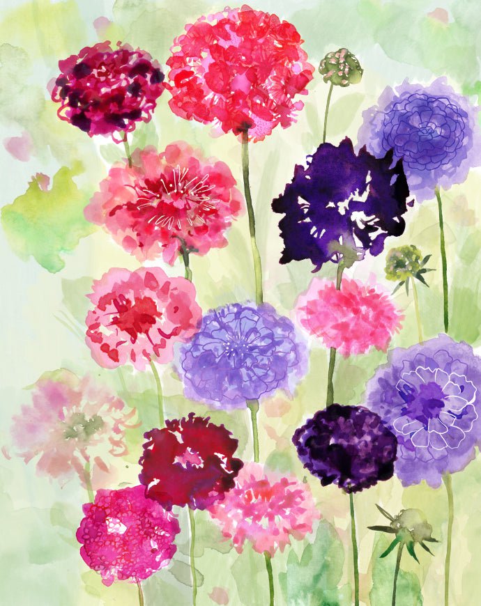 Scabiosa Seeds - Pincushion Imperial Mix - Sow True Seed