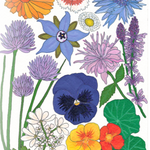 Flower Seed Mix - Edible Flowers - Sow True Seed