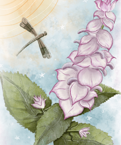Clary Sage Seeds - Sow True Seed