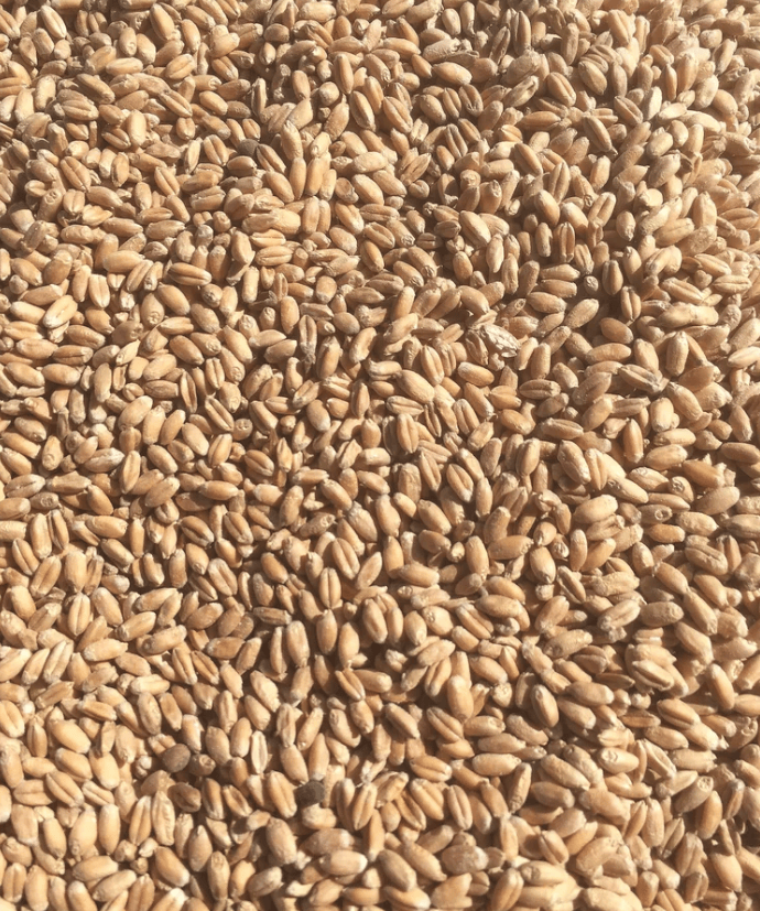 Wheat Seeds - NuEast Red - Sow True Seed