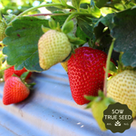 Seascape Strawberry Plants - Sow True Seed