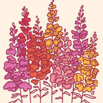 Snapdragon Seeds - Tetra Mix - Sow True Seed