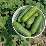 Slicing Cucumber Seeds  - South Wind Slicer - Sow True Seed